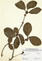 藏品(桂花)的圖片